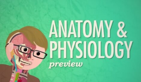 Understanding Human Anatomy and Physiology