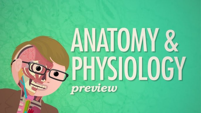 Understanding Human Anatomy and Physiology